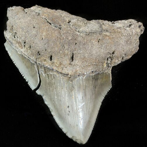 Bargain, Serrated Megalodon Tooth - South Carolina #47612